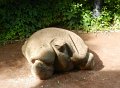 07 -Holschildkroete als Fotomodell..